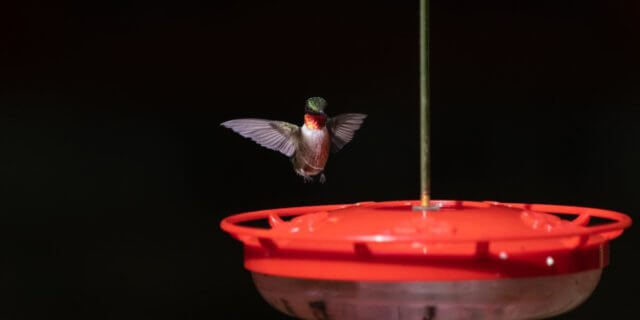 A hummingbird hovers near a feeder.