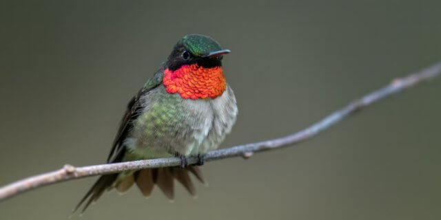 A ruby-throated hummingbird perched on a branch.